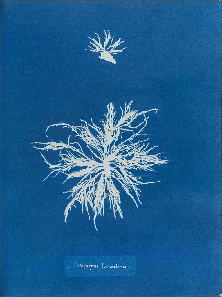 Detail of Ectocarpus teomentosus by Anna Atkins