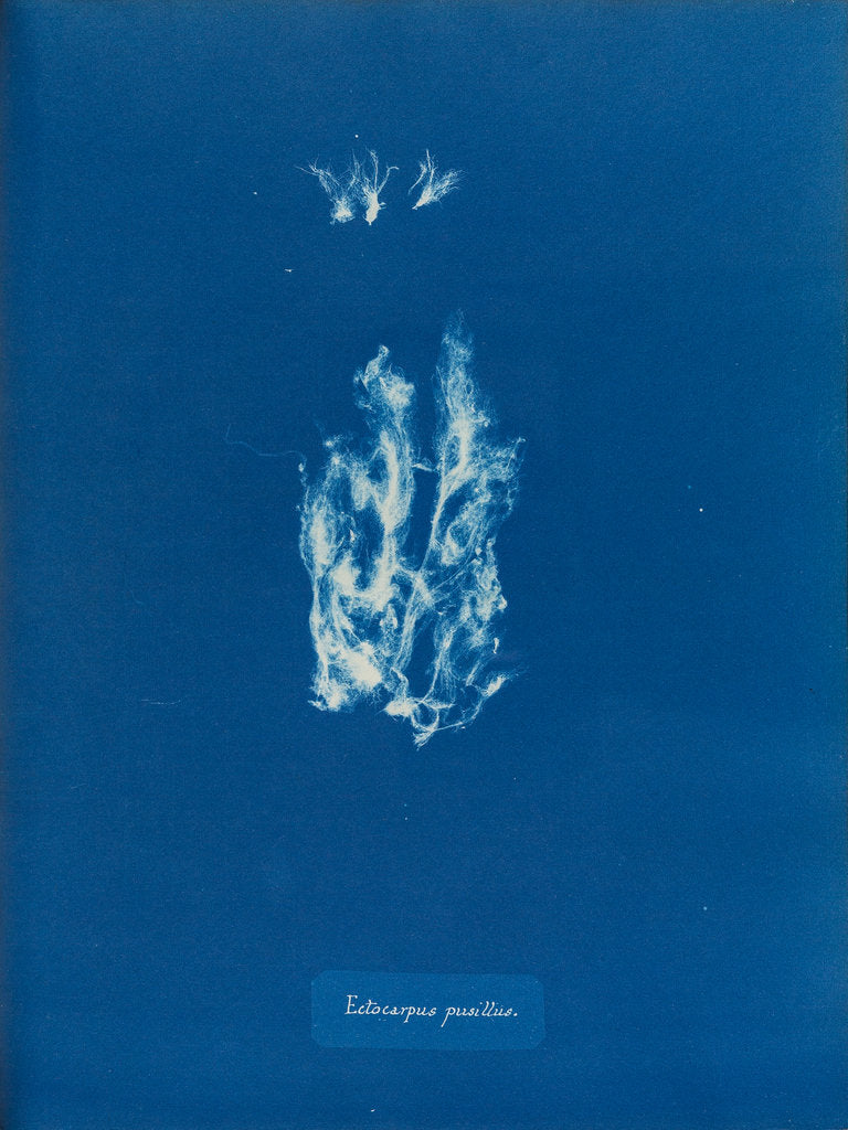 Detail of Ectocarpus pusillus by Anna Atkins