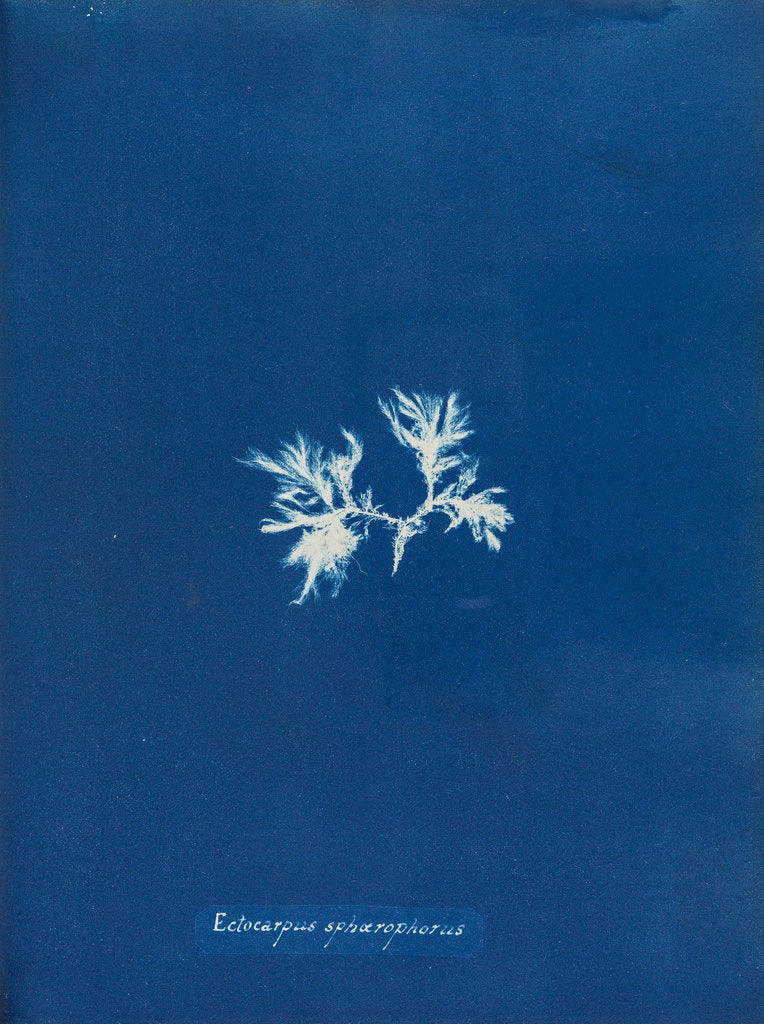 Detail of Ectocarpus spharophorus by Anna Atkins