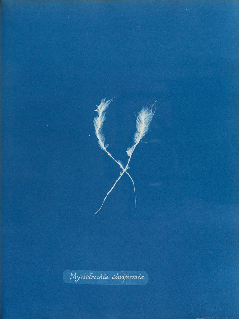 Detail of Myriotrichia claviformis by Anna Atkins