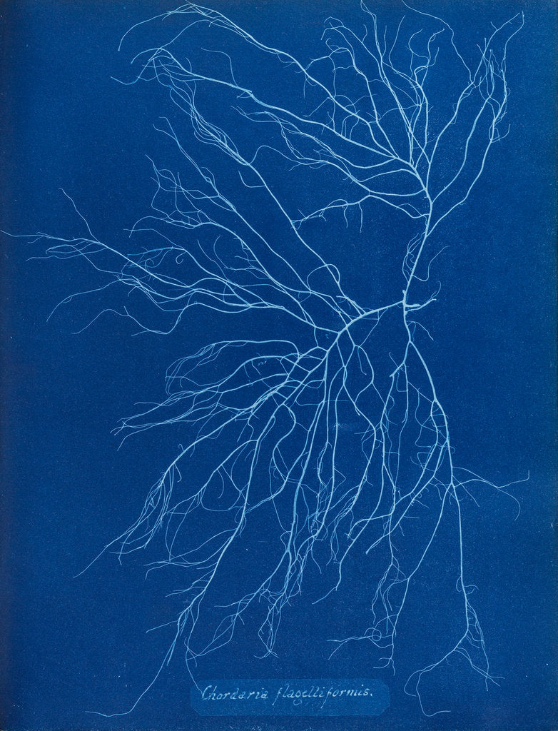 Detail of Slimy whip weed by Anna Atkins