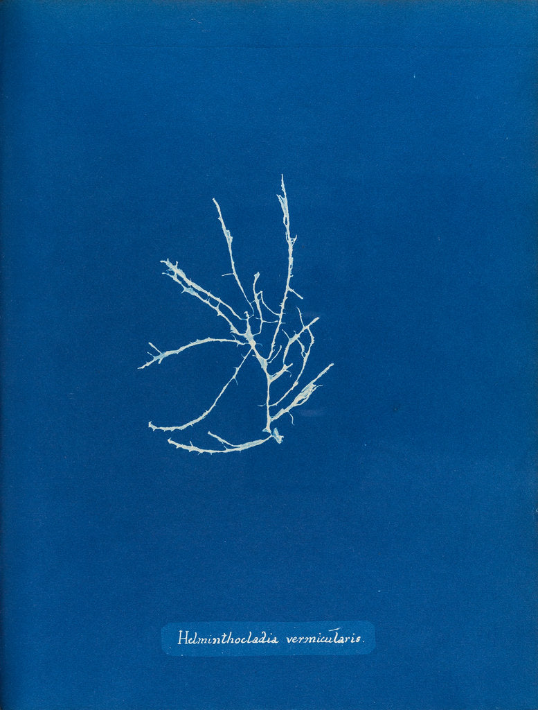 Detail of Helminthocladia vermicularis by Anna Atkins