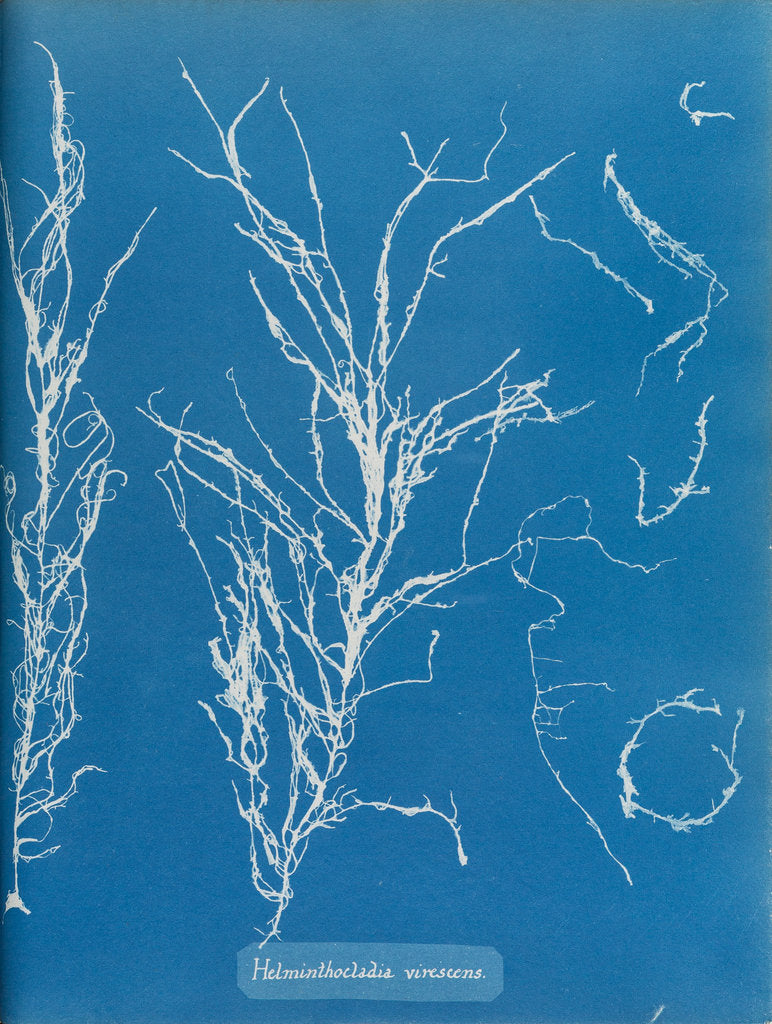 Detail of Helminthocladia virescens by Anna Atkins