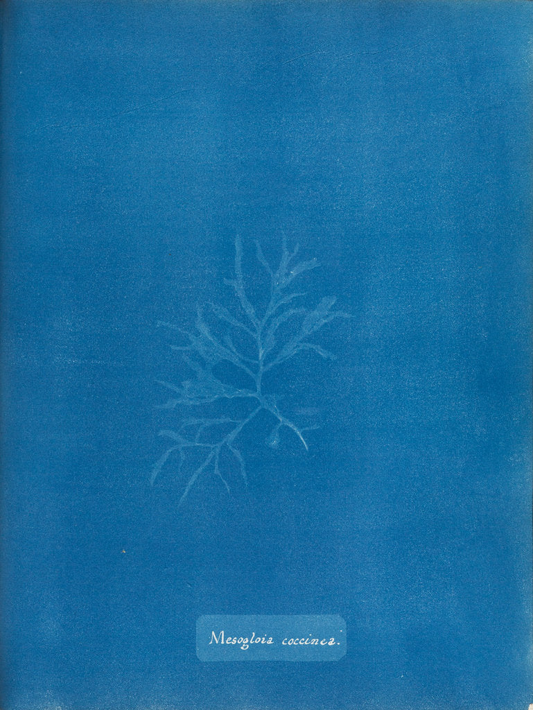 Detail of Mesogloia coccinea by Anna Atkins