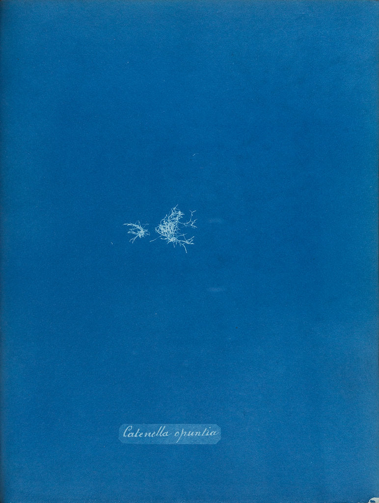 Detail of Creeping chain weed by Anna Atkins