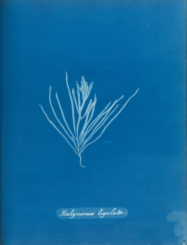 Detail of Sea spider weed by Anna Atkins