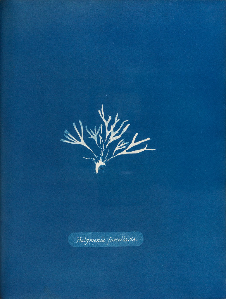 Detail of Halymenia furcellaria by Anna Atkins