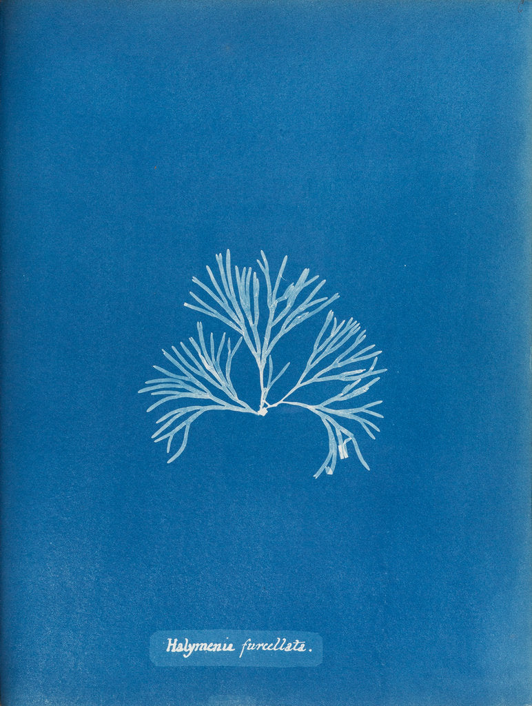 Detail of Halymenia furcellata by Anna Atkins