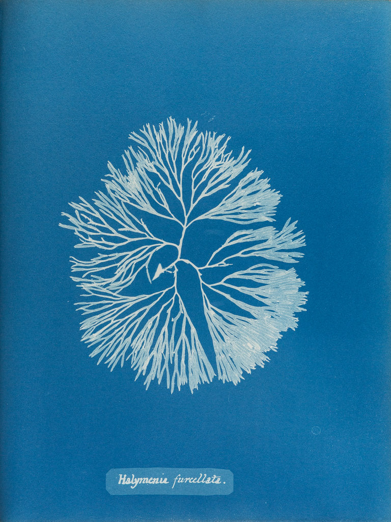 Detail of Halymenia furcellata by Anna Atkins