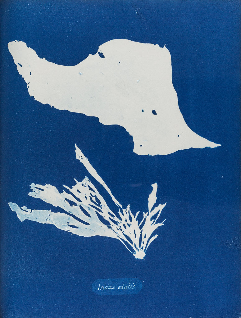 Detail of Iridea edulis by Anna Atkins