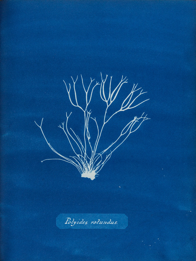 Detail of Dicoid forked weed by Anna Atkins