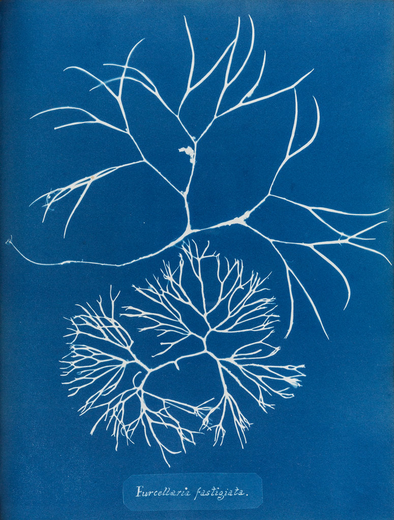 Detail of Furcellaria fastigiata by Anna Atkins