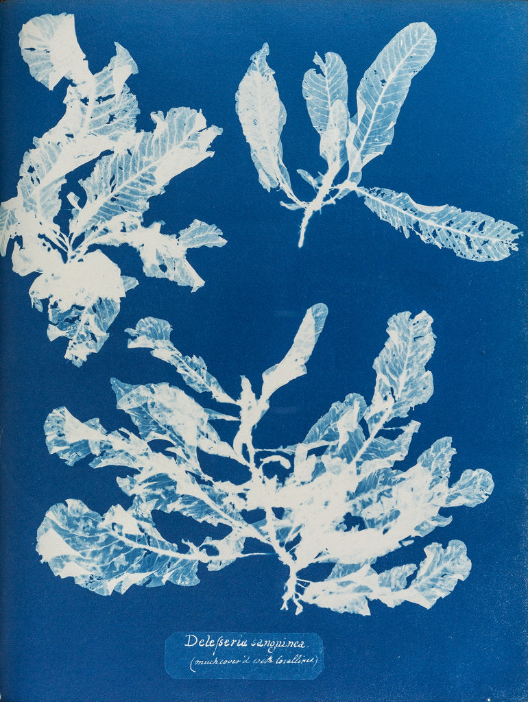 Detail of Sea beech by Anna Atkins
