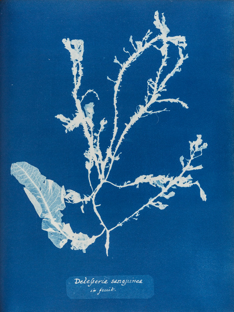 Detail of Sea beech by Anna Atkins