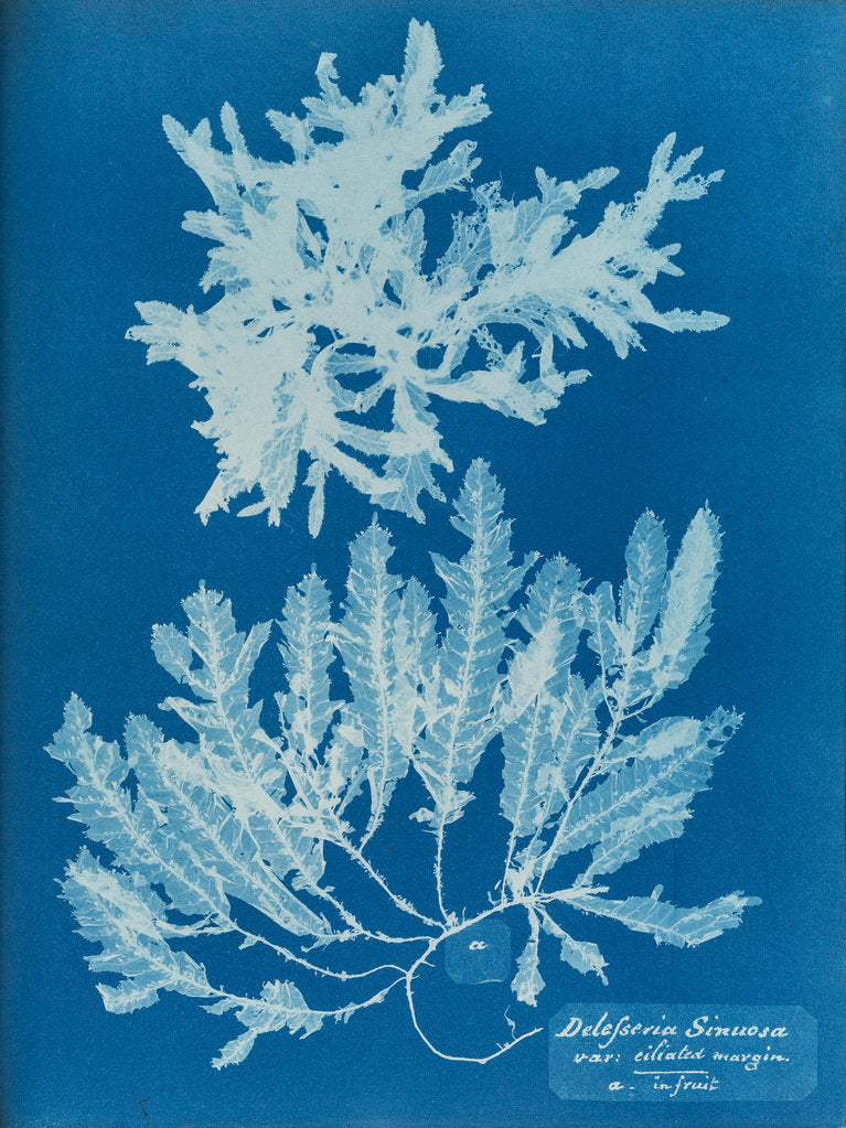 Detail of Delesseria sinuosa by Anna Atkins