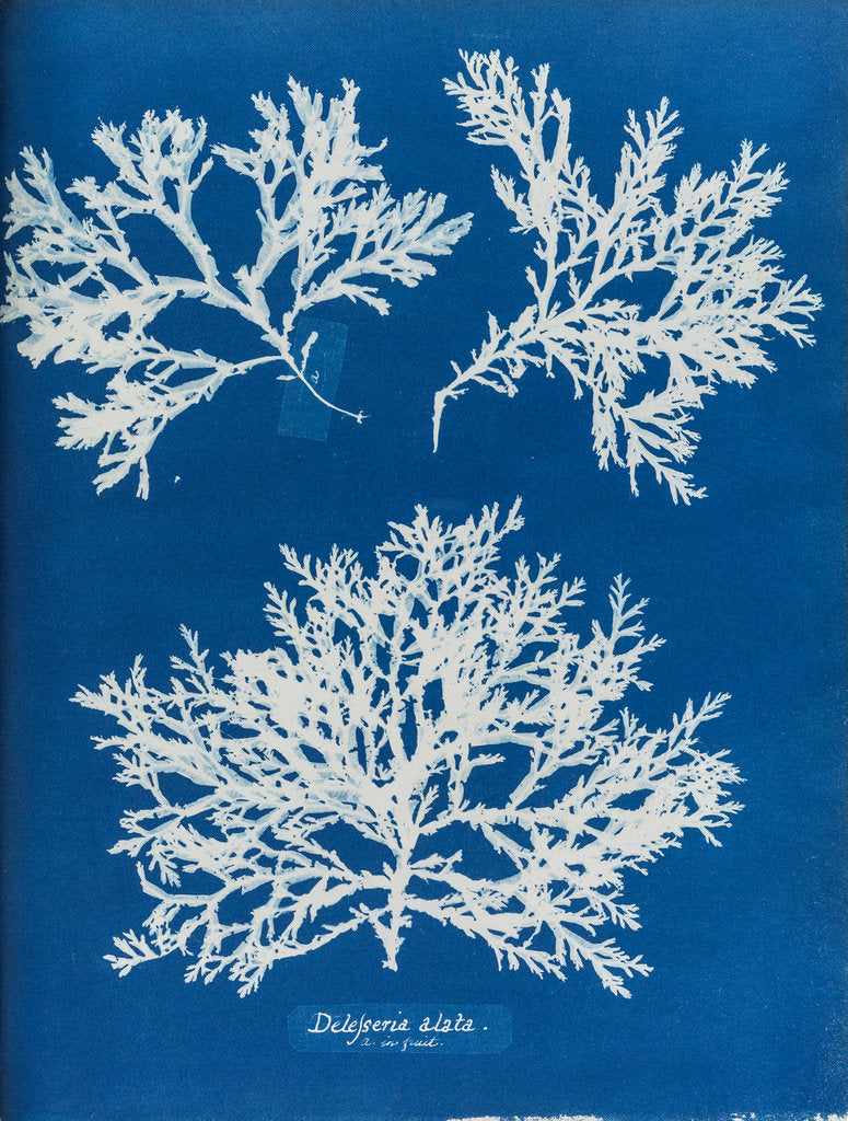 Detail of Delesseria alata by Anna Atkins