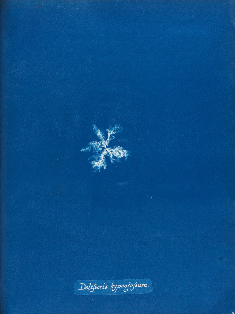 Detail of Delesseria hypoglossum by Anna Atkins