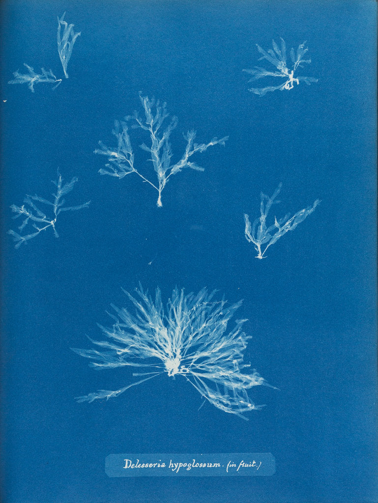 Detail of Delesseria hypoglossum in fruit by Anna Atkins