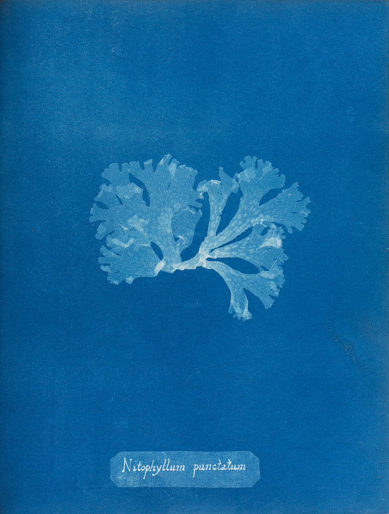 Detail of Spotted scarf weed by Anna Atkins