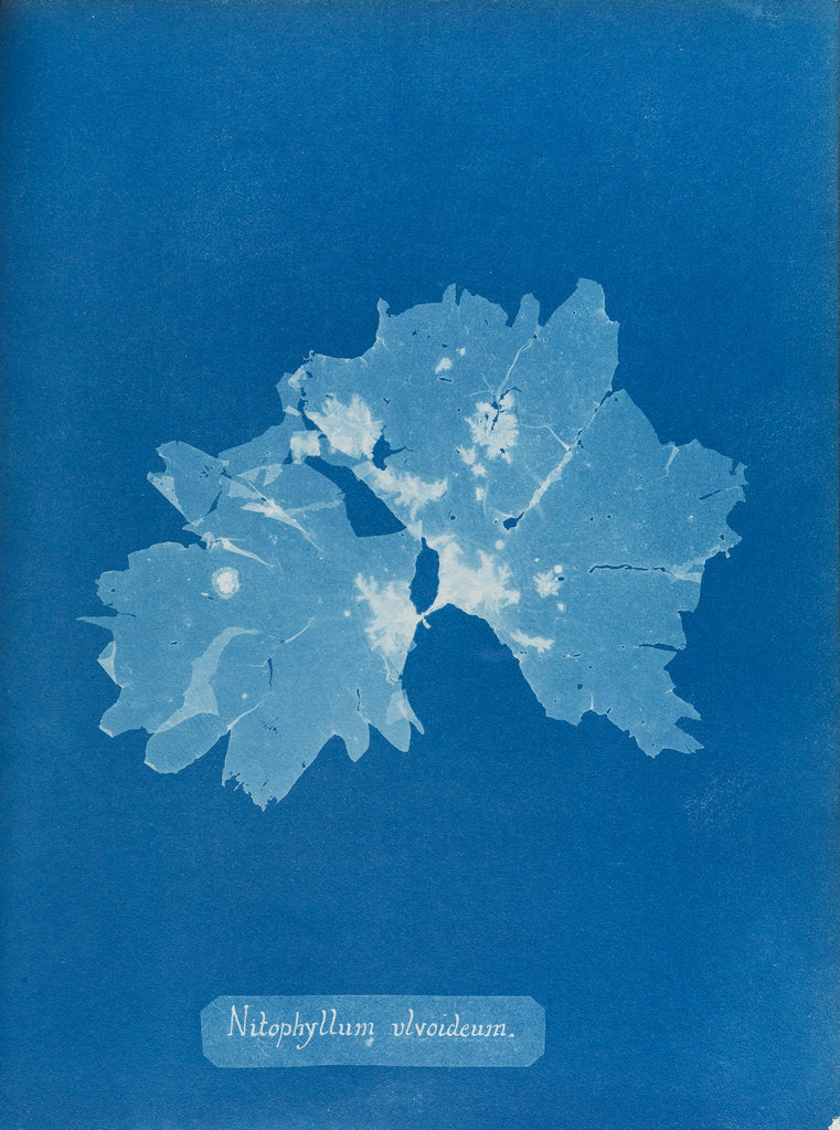 Detail of Nitophyllum ulvoideum by Anna Atkins