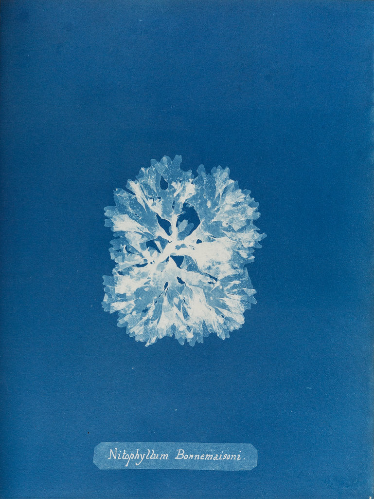 Detail of Nitophyllum bonnemaisoni by Anna Atkins