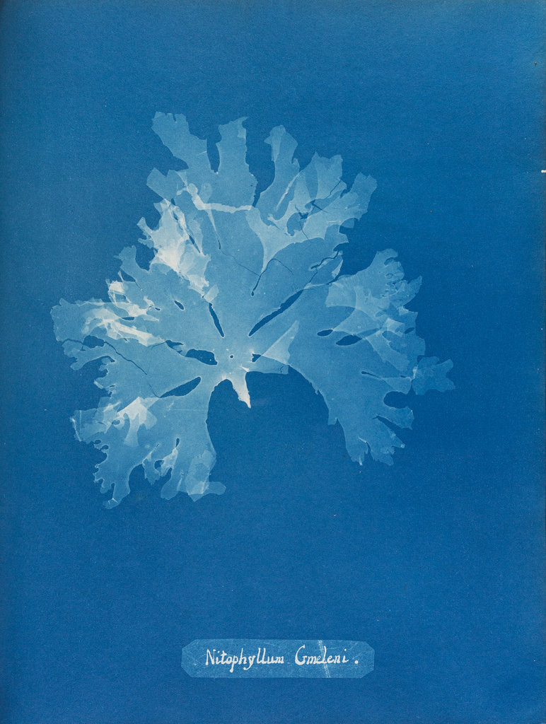 Detail of Nitophyllum gmeleni by Anna Atkins