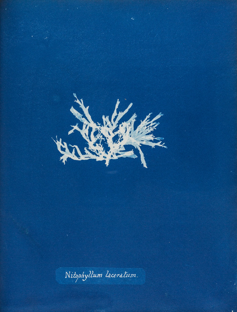 Detail of Nitophyllum laceratum by Anna Atkins