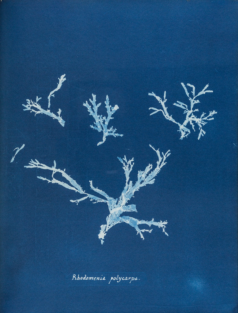 Detail of Rhodomenia polycarpa by Anna Atkins