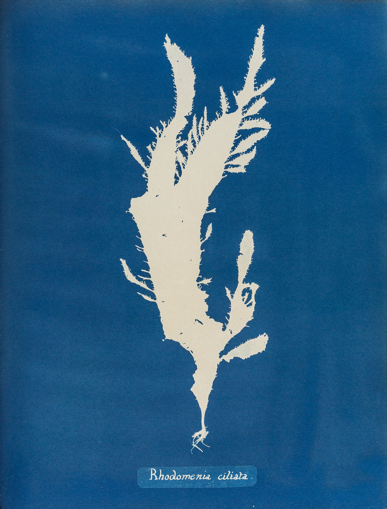 Detail of Red fringed weed by Anna Atkins