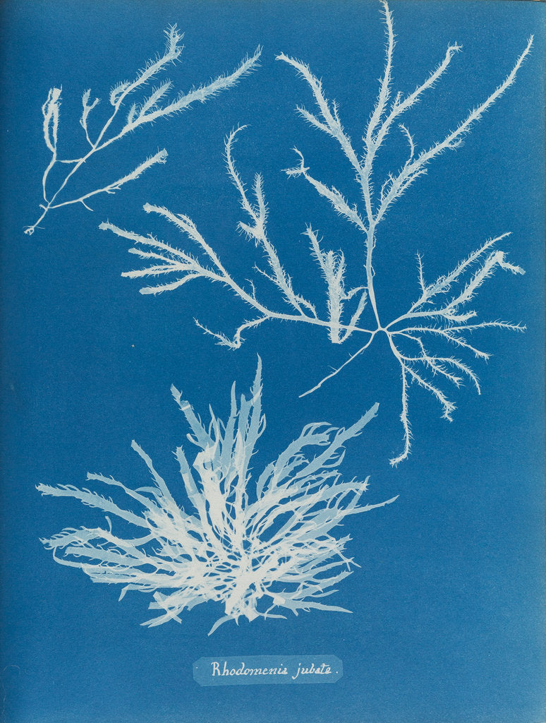 Detail of Rhodoymenia jubata by Anna Atkins