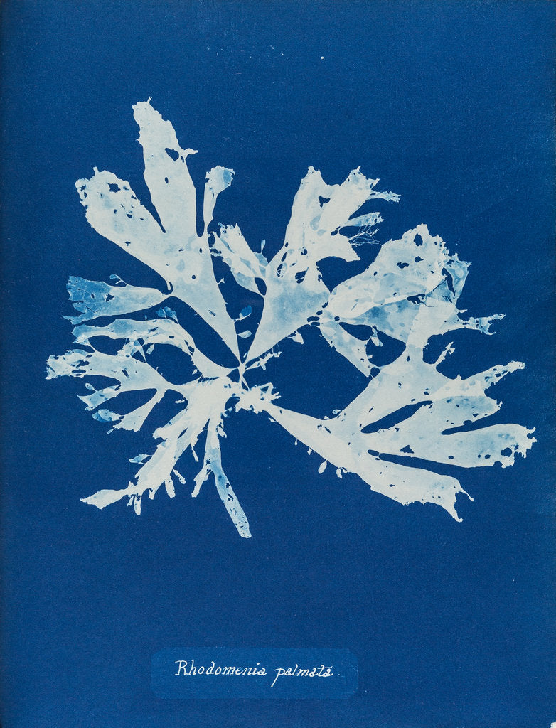 Rhodymenia palmata by Anna Atkins
