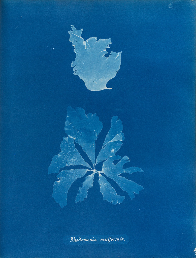 Detail of Rhodymenia reniformis by Anna Atkins