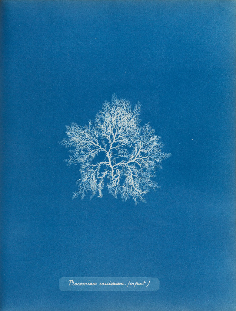 Detail of Cockscomb by Anna Atkins