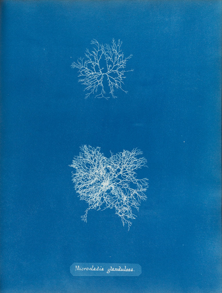 Detail of Microcladia glandulosa by Anna Atkins