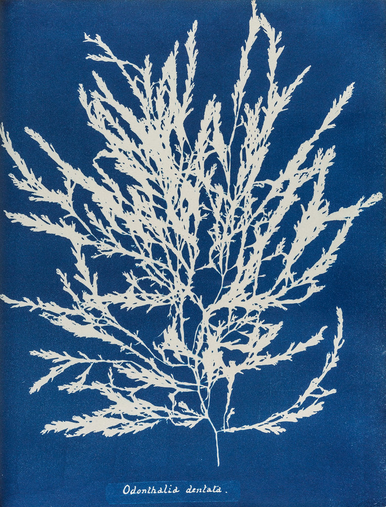 Detail of Odonthalia dentata by Anna Atkins