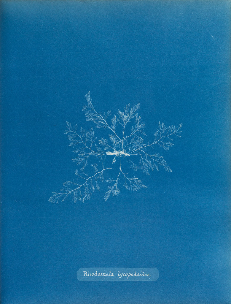 Detail of Straggly tail weed by Anna Atkins