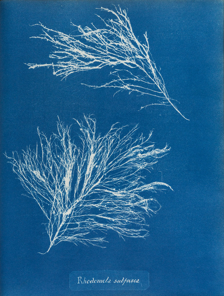 Detail of Rhodomela subfusca by Anna Atkins