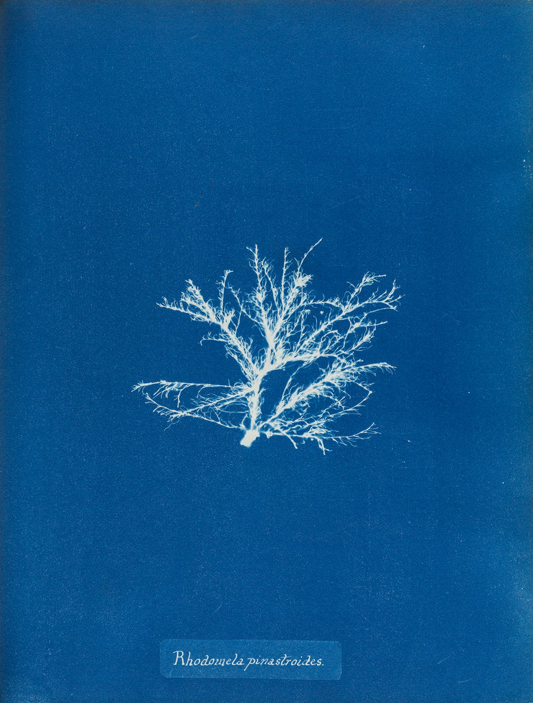 Detail of Rhodomela pinastroides by Anna Atkins