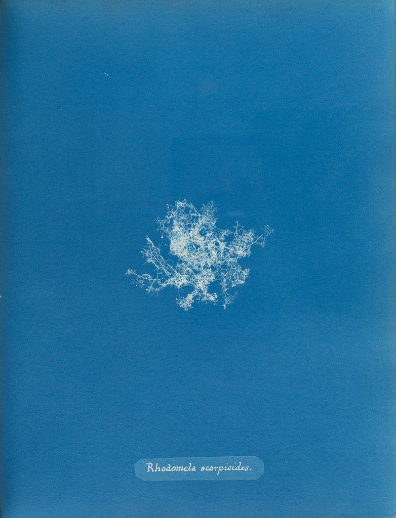 Detail of Rhodomela scorpoidies by Anna Atkins