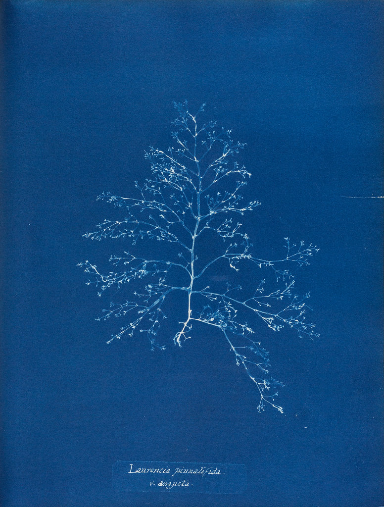 Detail of Prickly tang by Anna Atkins