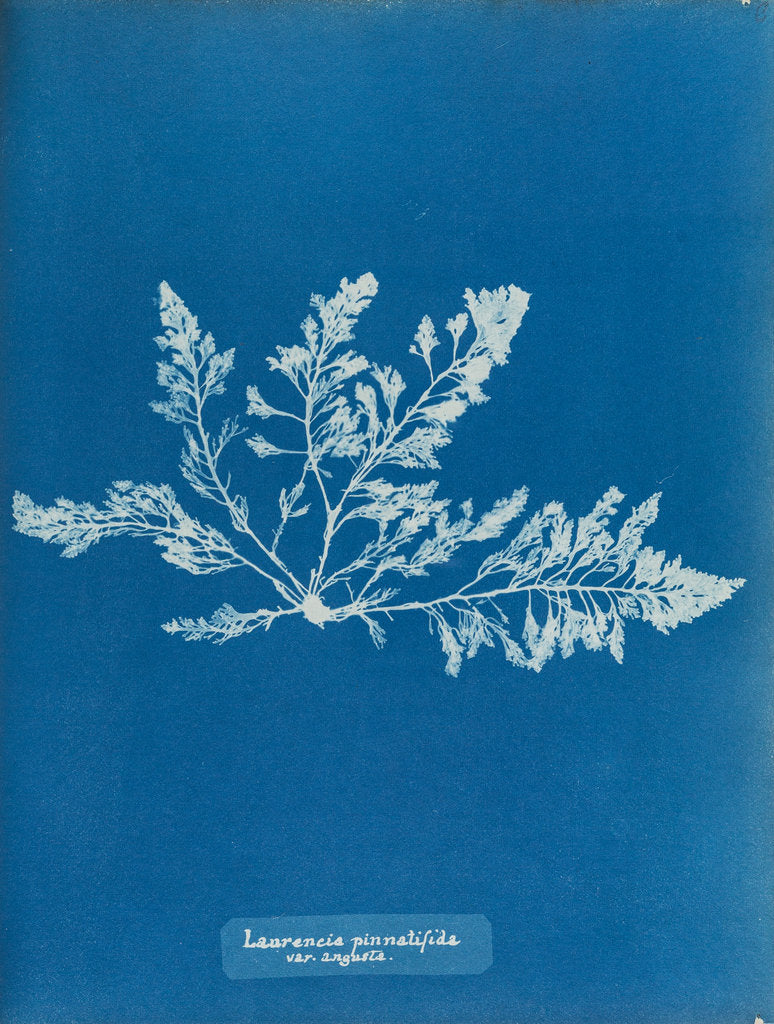 Detail of Prickly tang by Anna Atkins