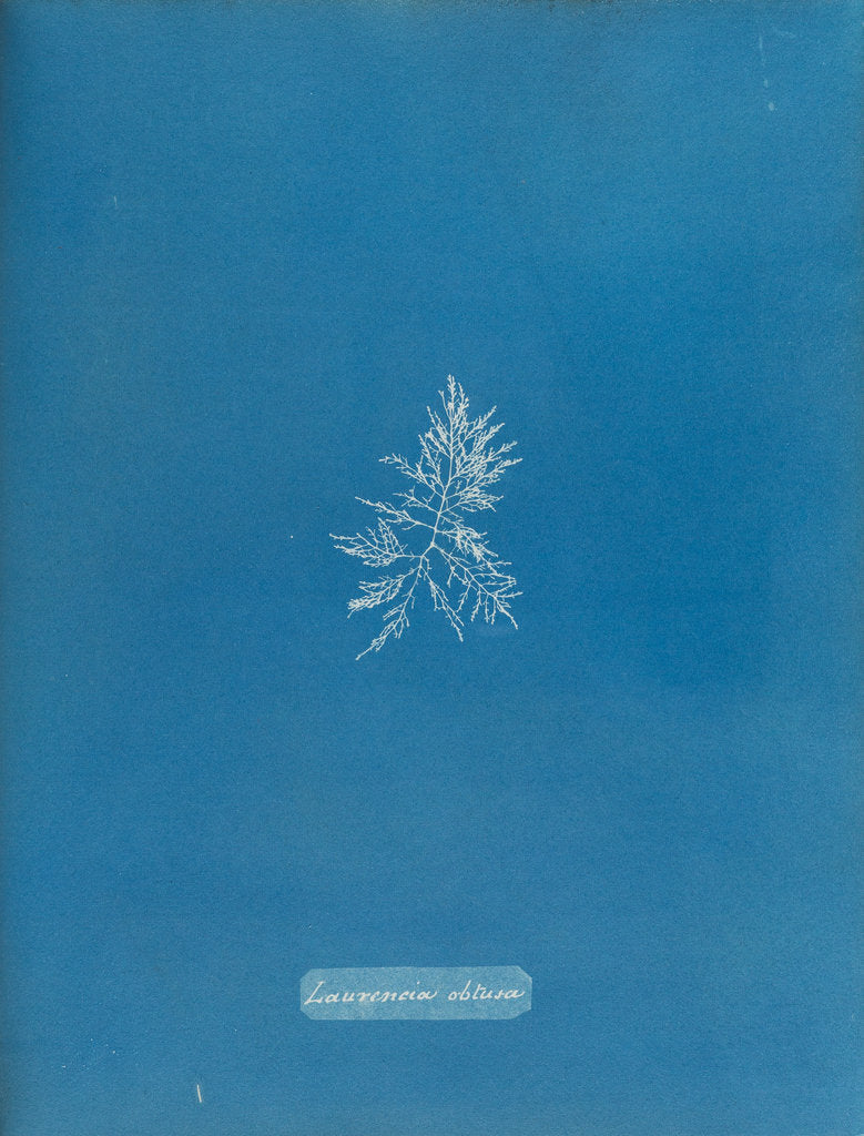 Detail of Rounded brittle fern weed by Anna Atkins