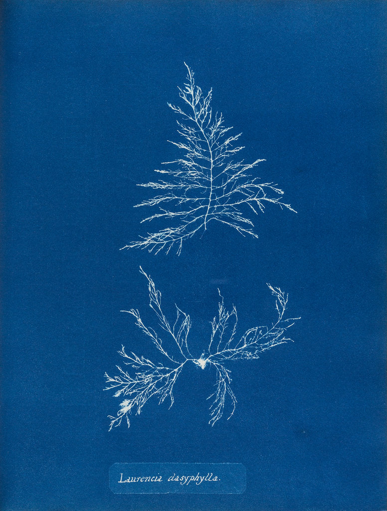 Detail of Laurencia dasyphylla by Anna Atkins