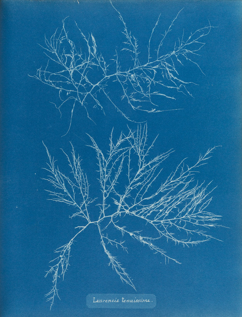 Detail of Laurencia tenuissima by Anna Atkins