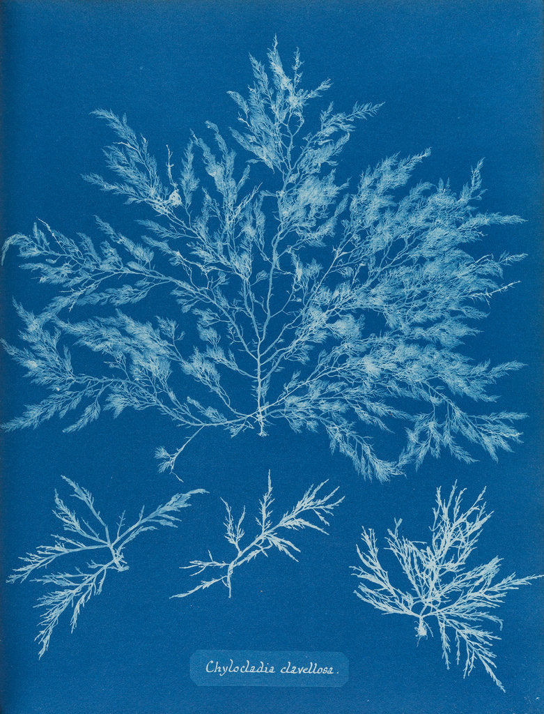 Detail of Chylocladia clavellosa by Anna Atkins
