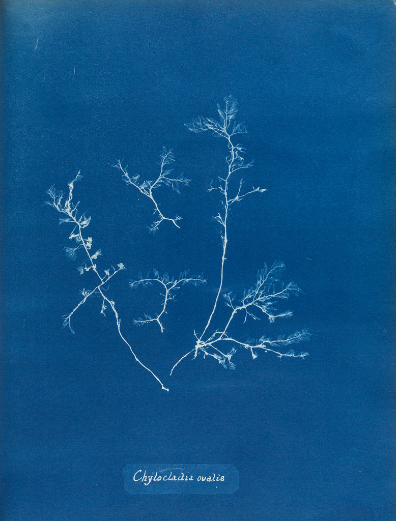 Detail of Chylocladia ovalis by Anna Atkins