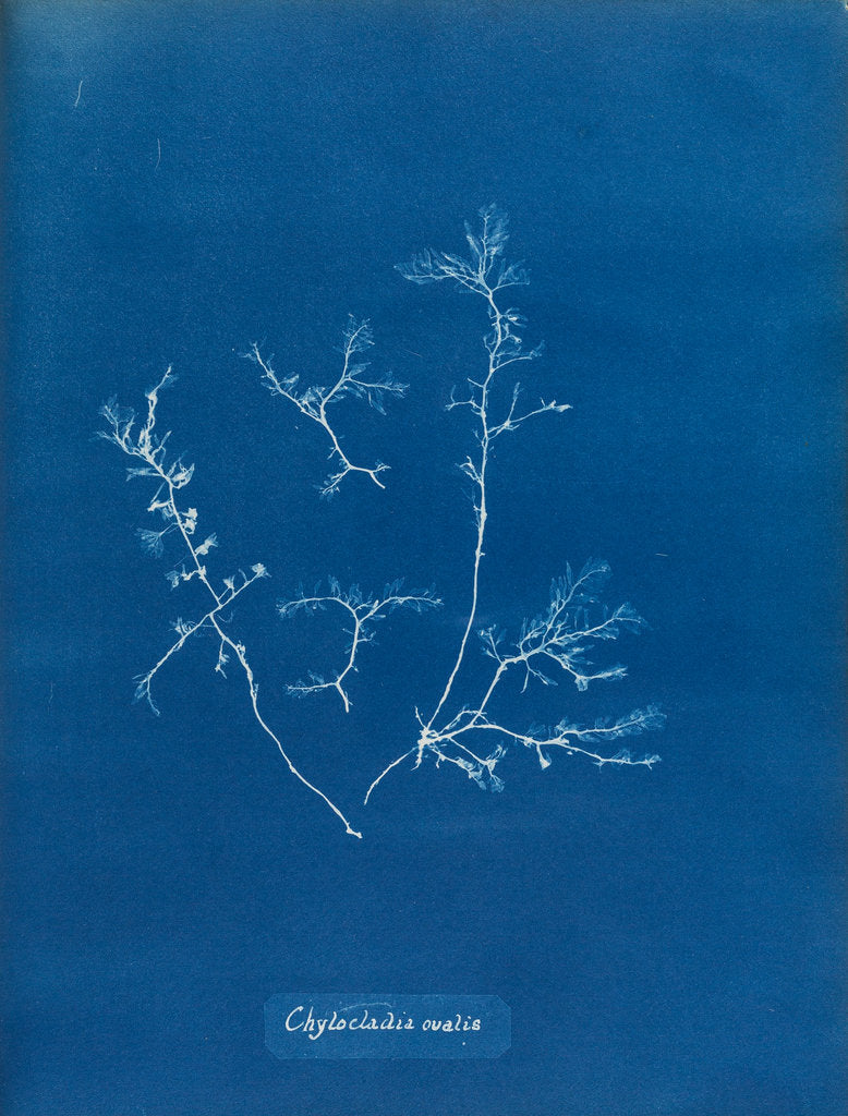 Detail of Chylocladia ovalis by Anna Atkins