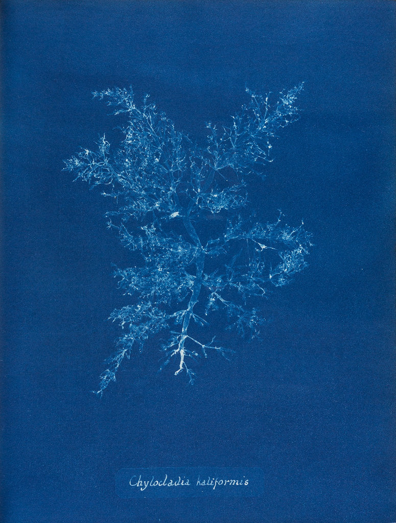 Detail of Juicy whorl weed by Anna Atkins