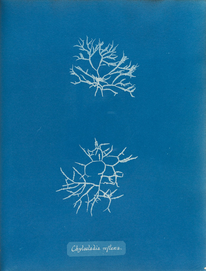 Detail of Chylocladia reflexa by Anna Atkins
