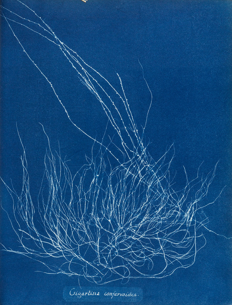 Detail of Gigartina confervoides by Anna Atkins